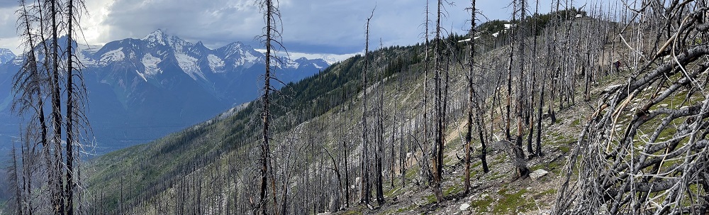 BC forest recovering from a wildfire
